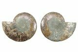 Cut & Polished, Crystal-Filled Ammonite Fossil - Madagascar #282591-1